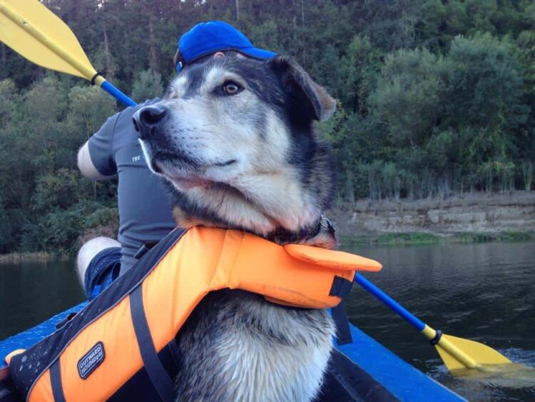 vegan dog canoeing