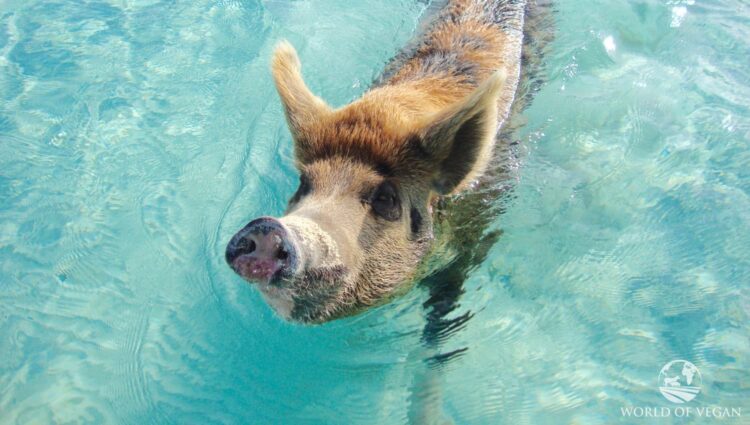 caribbean swimming pigs vegan 2