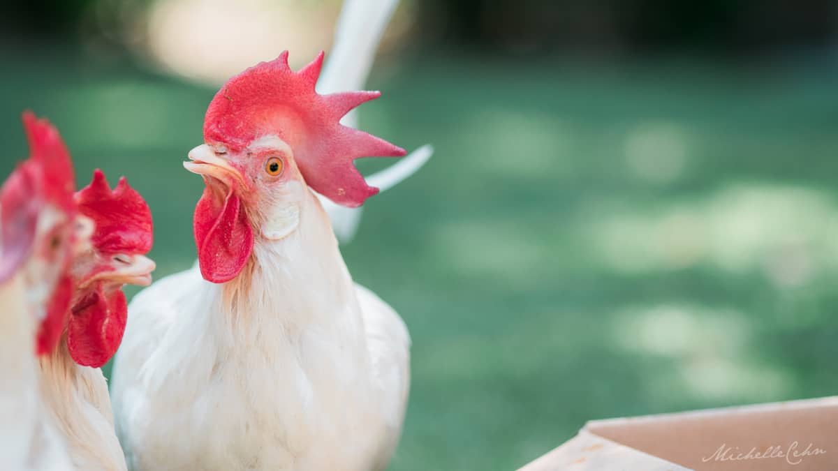 Why You Should Give a Cluck About Chickens