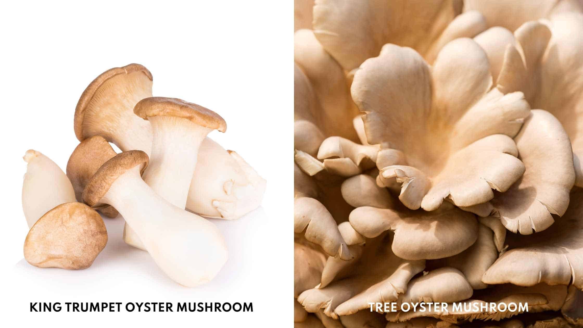 king oyster mushroom vs tree oyster mushroom photos
