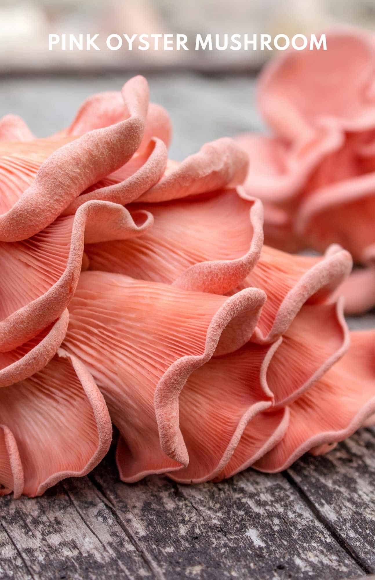 Pink oyster mushroom up close.