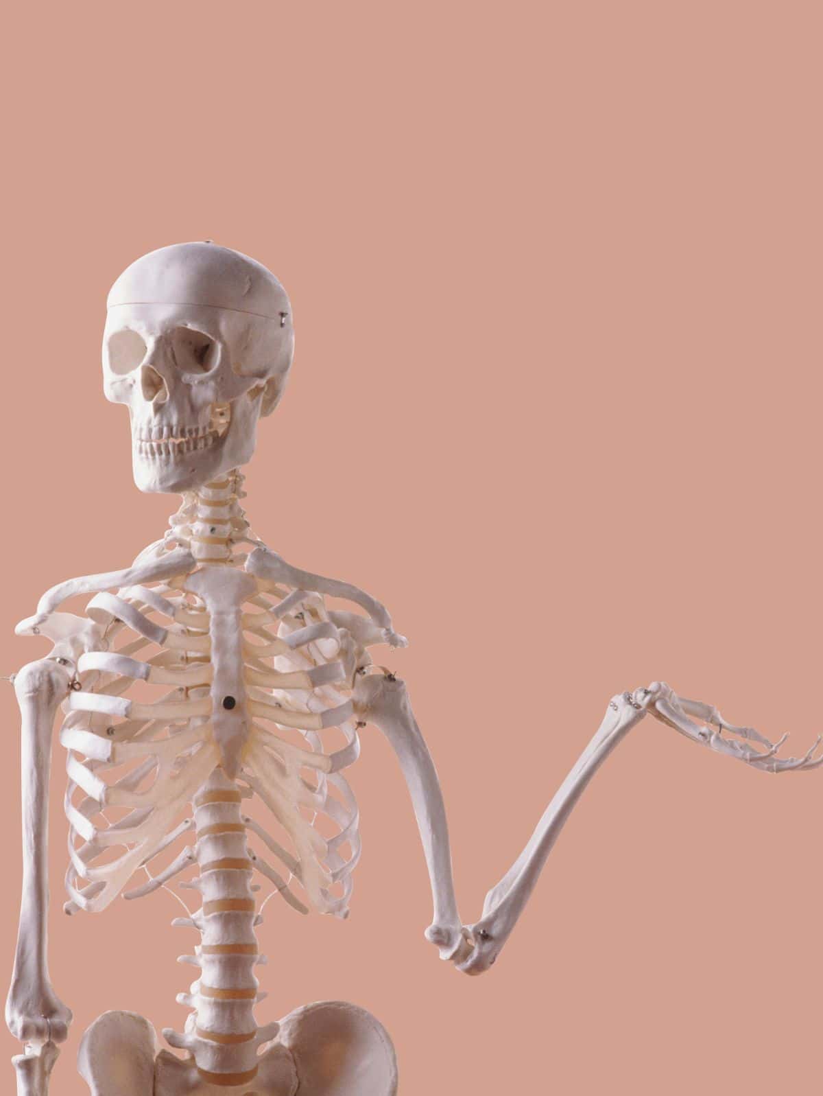A human skeleton standing in front of a peach background with their hand out. 