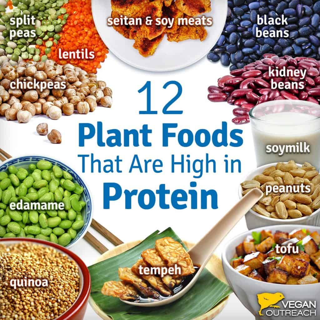 Vegan Protein Sources