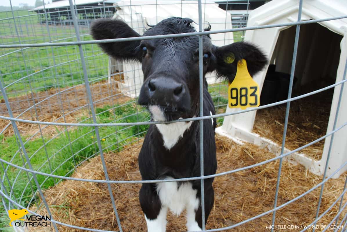 The Dark Reality Behind Dairy and Cow’s Milk Production